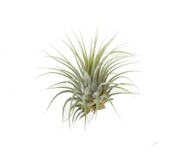 Tillandsia ionantha