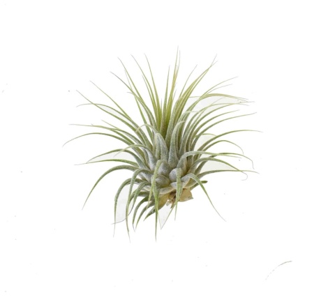 Tillandsia ionantha