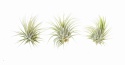Tillandsia ionantha