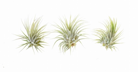 Tillandsia ionantha