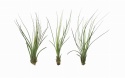 Tillandsia juncifolia