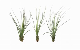 Tillandsia juncifolia