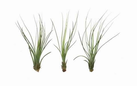 Tillandsia juncifolia