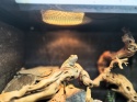 Halogenowa lampa grzewcza ARCADIA w terrarium z agamą
