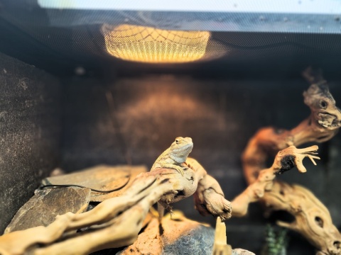 Halogenowa lampa grzewcza ARCADIA w terrarium z agamą