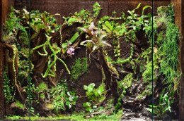 Xaxim podłoże dla mchów, roślin 40L