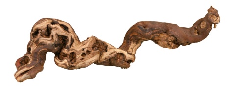 Korzenie winorośla M 30-40cm TRIXIE – korzeń