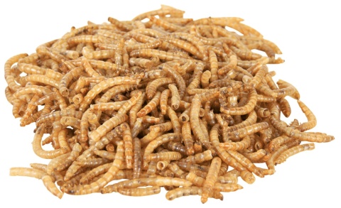 Larwy mącznika mączniki suszone 70g TRIXIE – mączniki