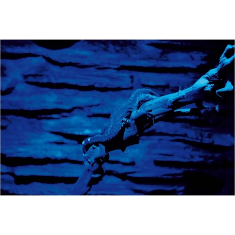 Night Sky nocne LED LUCKY REPTILE – efekt świecenia