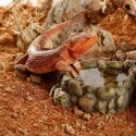 Piasek, glina, kamienie Stone Desert Red 5kg EXO TERRA agama brodata – w terrarium