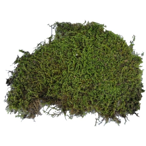 Żywy mech Vivarium Moss 150g LUCKY REPTILE – mech