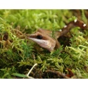 Żywy mech Vivarium Moss 150g LUCKY REPTILE – mech w terrarium