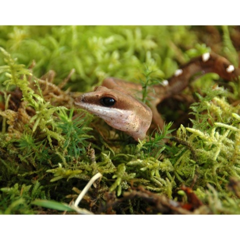 Żywy mech Vivarium Moss 150g LUCKY REPTILE – mech w terrarium