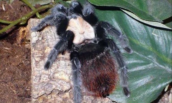 Jakie warunki trzeba spełnić aby legalnie posiadać ptasznika z gatunku Brachypelma?