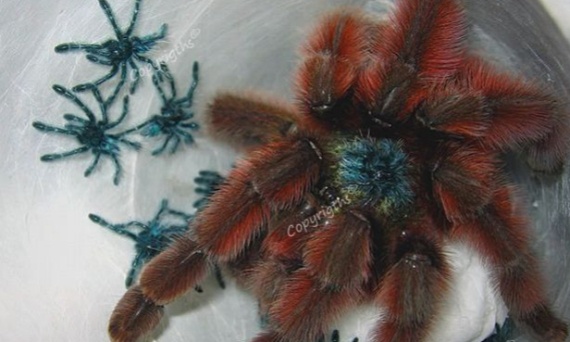 Jak rozmnożyć ptasznika?