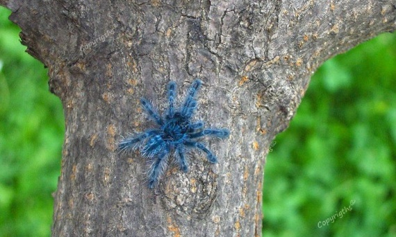 Pytania początkujących hodowców ptaszników