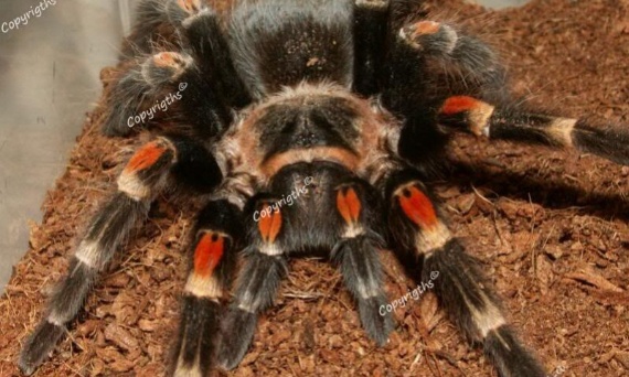 Co jest potrzebne do hodowli ptaszników?