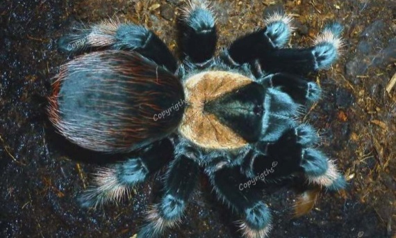 Jak wyrobić zaświadczenie o urodzeniu w niewoli na Brachypelmy w Inspektoracie Weterynarii?