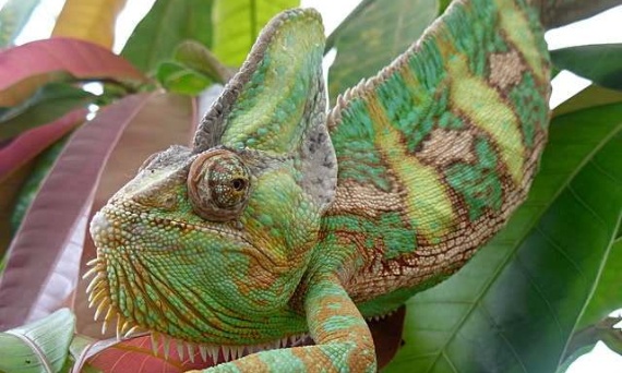 Kameleon jemeński Chamaeleo calyptratus