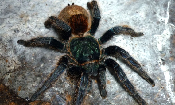 Gdzie kupić zwierzę do terrarium?