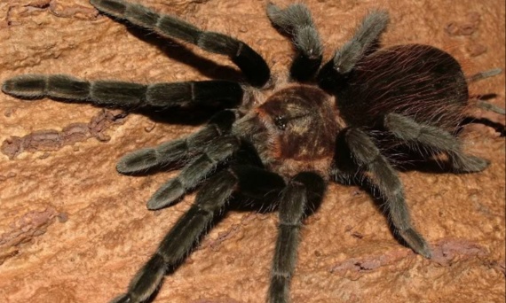 Co zrobić gdy mamy ptasznika z gatunku Brachypelma bez dokumentów?