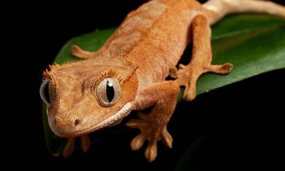 Hodowla gekona orzęsionego Correlophus ciliatus