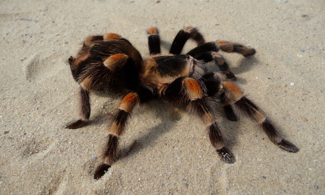 Brachypelma hamorii – ptasznik czerwonokolanowy. Hodowla i terrarium
