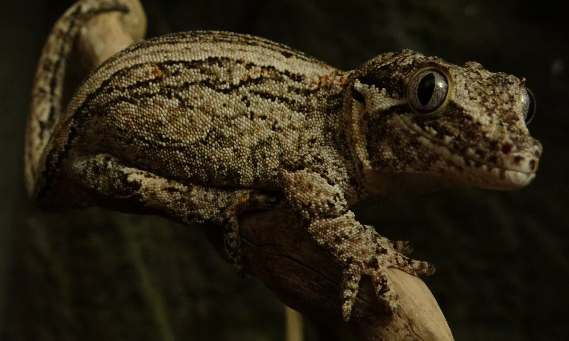 Gekon gargulec (Rhacodactylus auriculatus) – hodowla i terrarium