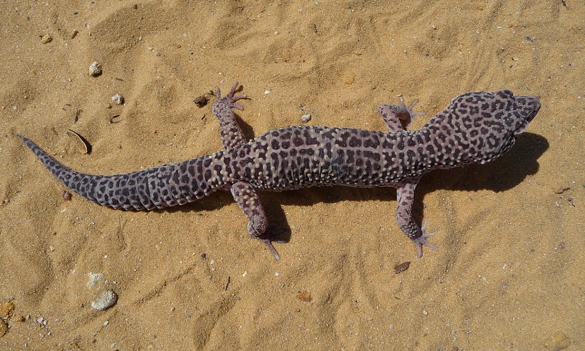 Gekon lamparci (Eublepharis macularius) – hodowla, żywienie i opieka