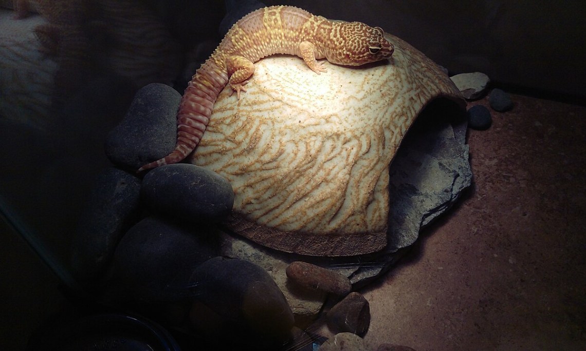 Kryjówki i dekoracje do terrarium – korzenie, gałęzie i tło