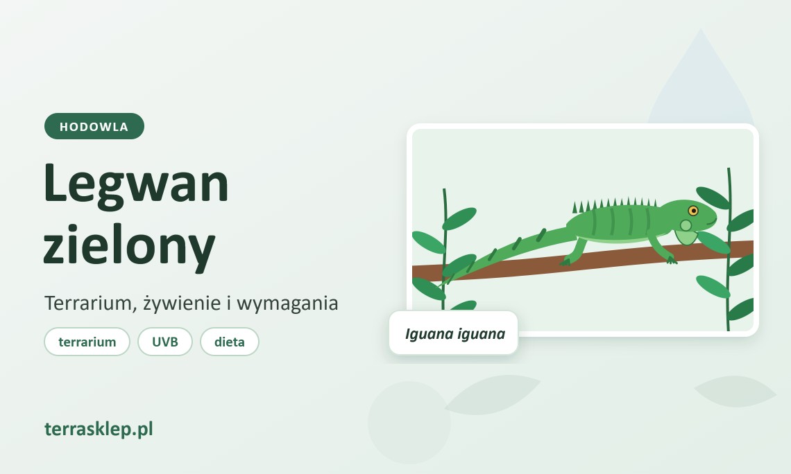 Legwan zielony (Iguana iguana) – hodowla, terrarium i żywienie
