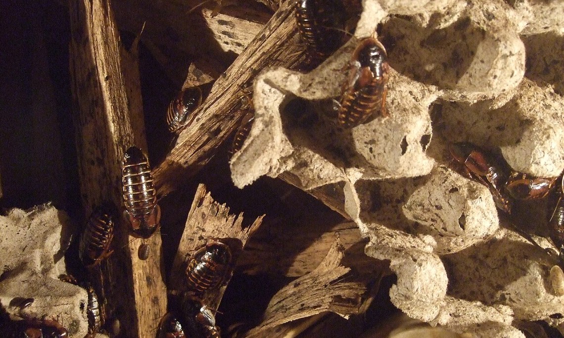 Owady karmowe – porównanie, wartości odżywcze i karmienie