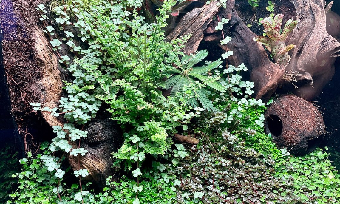 Paludarium – jak zrobić krok po kroku: część wodna, ląd i rośliny