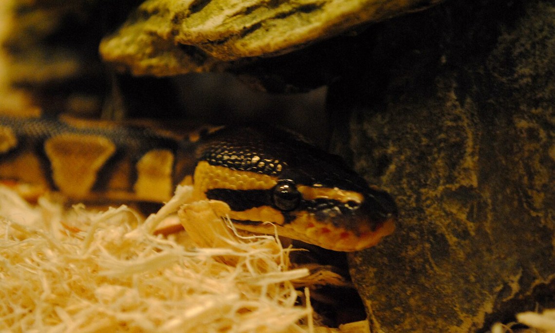 Pyton królewski (Python regius) – hodowla, terrarium i żywienie