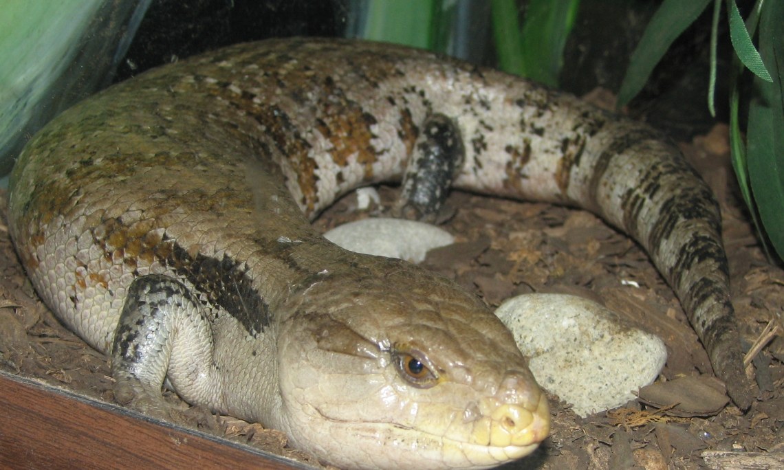 Scynk błękitnojęzyczny (Tiliqua) – hodowla, terrarium i karmienie