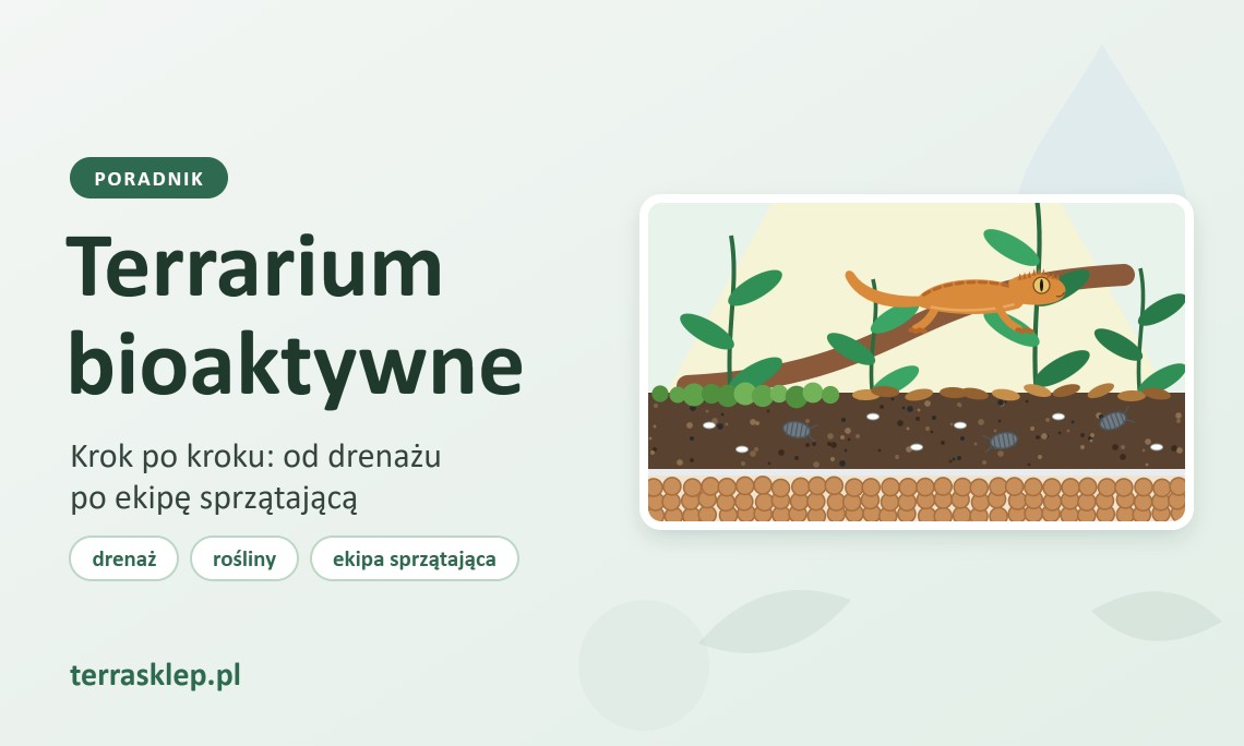 Terrarium bioaktywne krok po kroku – jak założyć i o nie dbać?