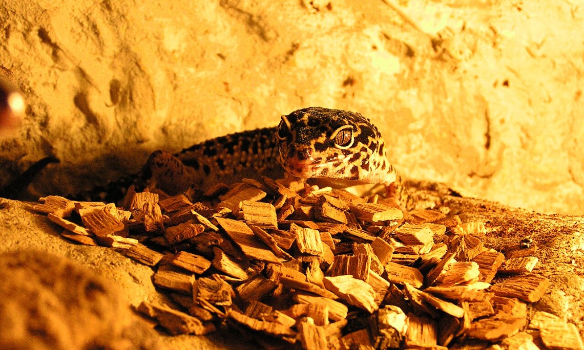 Terrarium zimą i awaria prądu – jak utrzymać ciepło dla gada?