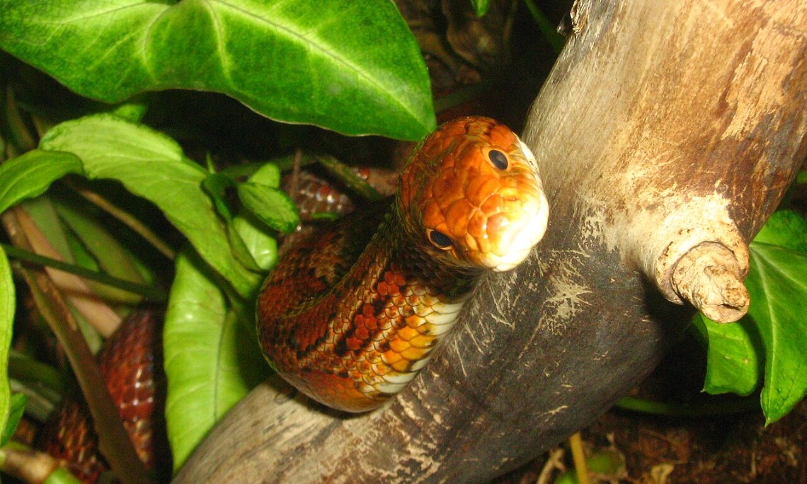 Wąż zbożowy (Pantherophis guttatus) – hodowla, terrarium i żywienie