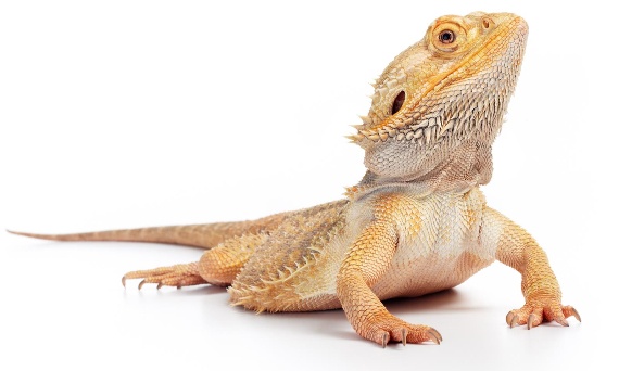 Terrarium dla agamy brodatej Pogona vitticeps