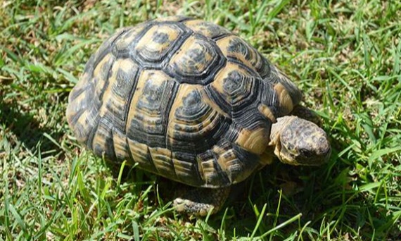 Hodowla żółwi greckich – przewodnik dla pasjonatów