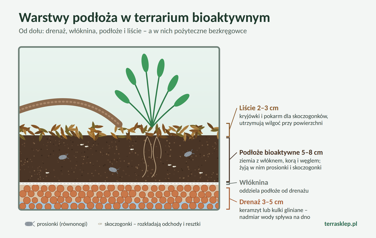 Schemat warstw podłoża w terrarium bioaktywnym: drenaż, włóknina, podłoże i liście