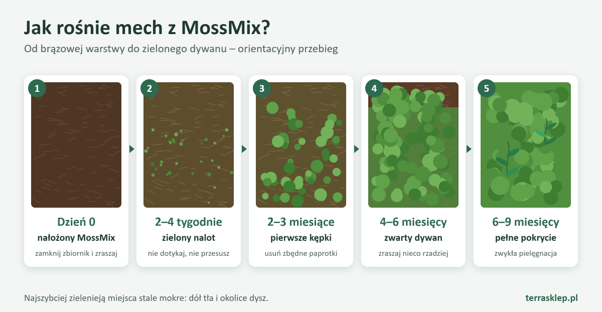 Pięć etapów wzrostu mchu z MossMix na panelu xaxim: dzień nałożenia, zielony nalot po 2–4 tygodniach, pierwsze kępki po 2–3 miesiącach, zwarty dywan po 4–6 miesiącach i pełne pokrycie po 6–9 miesiącach