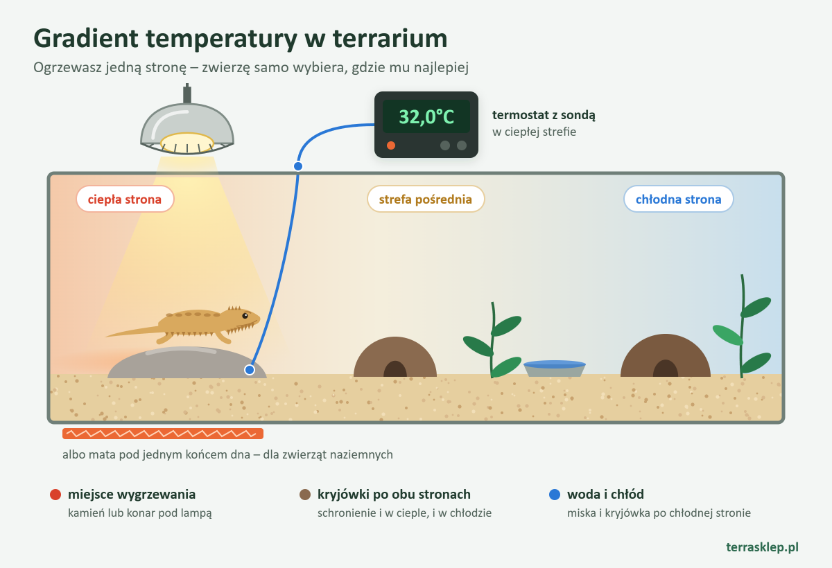 Przekrój terrarium z gradientem temperatury: po ciepłej stronie lampa grzewcza nad kamieniem, na którym wygrzewa się agama, oraz opcjonalna mata pod jednym końcem dna, pośrodku i po chłodnej stronie kryjówki i miska z wodą, sonda termostatu w ciepłej strefie