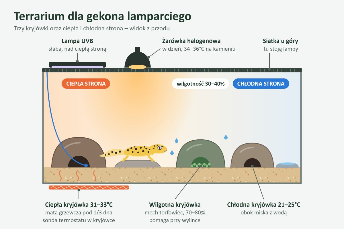 Schemat terrarium dla gekona lamparciego: ciepła strona z kryjówką i matą grzewczą, wilgotna kryjówka w środku, chłodna strona z miską z wodą